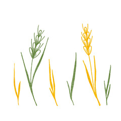 Watercolor set of spikelets and herbs on a white background. Green and yellow spikelets and herbs for your design. Isolated vegetable hand drawn elements for print, background, postcards.