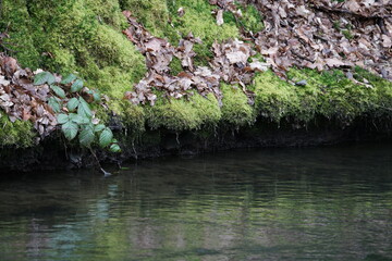 Wasserlauf mit Ufer und Bewuchs durch Farne und Moose 