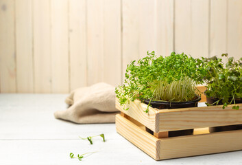 Micro-greenery in pots, in a wooden garden box. Close-up, on a light wooden background. Copy space