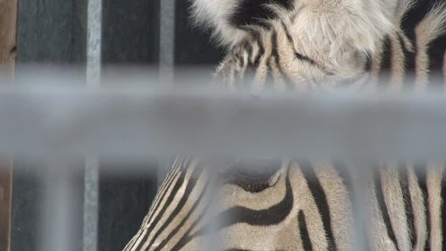 zebra in a cage