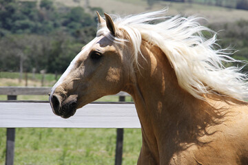 horses in freedom