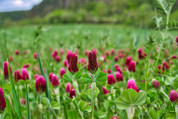 bunte Frühlingswiese Frühlingsblumen auf der Wiese im Frühling