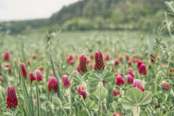 bunte Frühlingswiese Frühlingsblumen auf der Wiese im Frühling