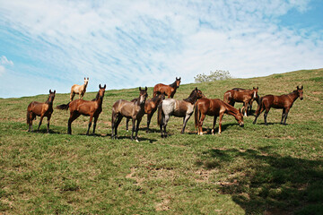 horses in freedom