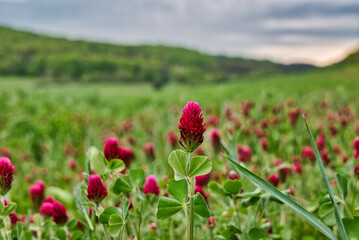 bunte Frühlingswiese Frühlingsblumen auf der Wiese im Frühling