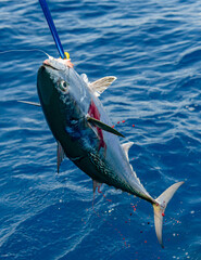 Fishing, bonita on the hook