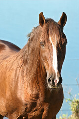 horses in freedom