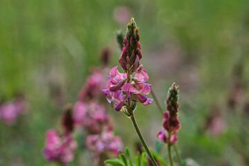 bunte Frühlingswiese Frühlingsblumen auf der Wiese im Frühling