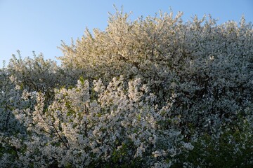 Blossoming plum tree - fruit trees in spring
