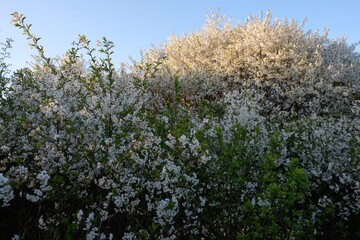Blossoming plum tree - fruit trees in spring
