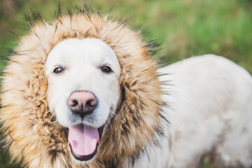 golden retriever dog with fur around the neck like a mane of a lion
