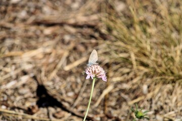 Common Grass Blue Butterfly (Zizina labradus) feeding on Sweet Scabious flower, South Australia