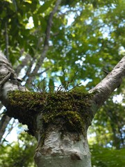 tree in the park