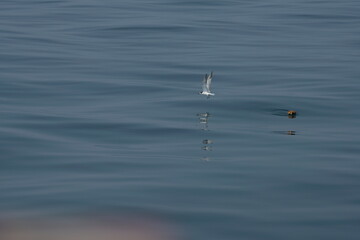 A seagull flew from a small piece of white foam in the middle of the sea, this floating debris provided shelter from the flight. Or perching bird to find fish for food
