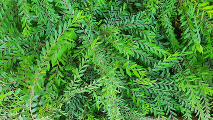 Beautiful leaf willow (Japanese willow) Scientific name: Phyllanthus myrtifolius Moon, a fast growing low shrub often grown as a ground cover.
