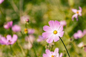 purple chamomile flowers on a background of a green blurred meadow in the summer