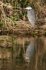 Grey Heron (Ardea cinerea), Antrim, Norterhn Ireland, UK