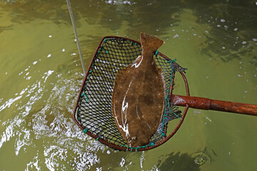 Fresh flounder, closeup of photo