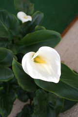 Calas Blancas floreciendo con el Sol