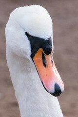 Mute Swan (Cygnus olor), Antrim, Northern Ireland, UK