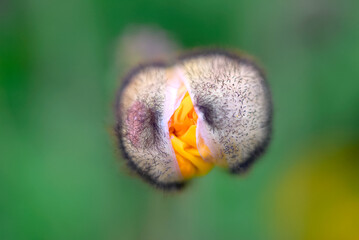 Fototapeta premium ポピー 