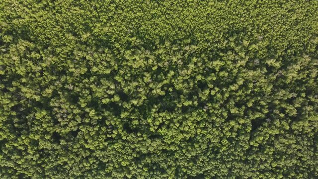 Drone view green scenery mangrove tree forest