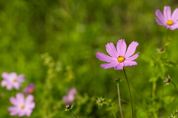 purple flower on a background of green blurred foliage