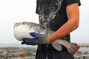 Workers are catching puffer fish on a farm， North China © zhang yongxin