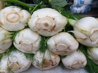 Il finocchio è una pianta erbacea mediterranea della famiglia delle Apiaceae. Mercato ortofrutta Palermo, Sicilia