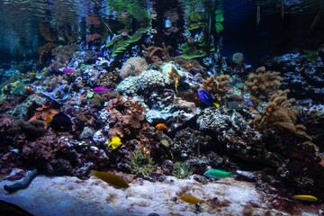 Fish swim in the aquarium.