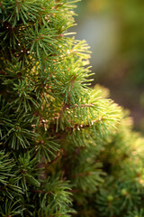 yang pine needles
