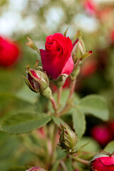 red rose in garden