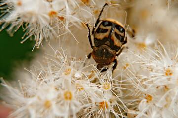 beetle on a flower