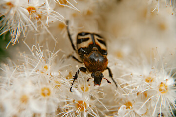 beetle on a flower