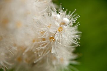 close up of flower