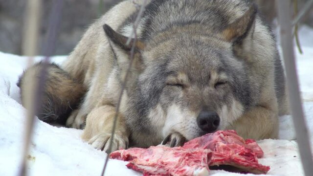 wolf and meat in the snow