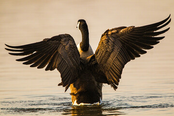 Canada goose spreading its wings