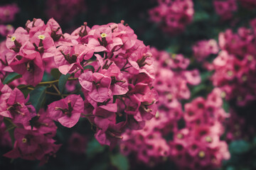 pink and white flowers