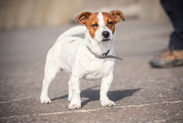 Developed in England some 200 years ago to hunt foxes, the Jack Russell Terrier, also known as the Parson Russell Terrier, is a lively, independent, and clever little dog. Proud try colour dogs.