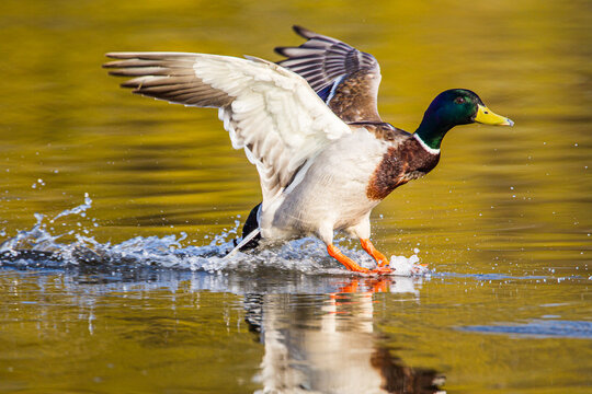 Male mallard duck coming into land with a splash