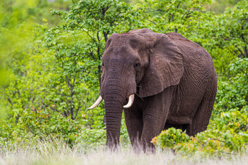 Fototapeta premium African elephant bull approaching the road.