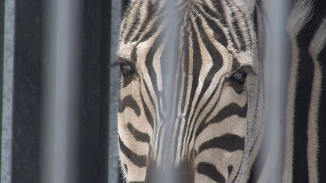 zebra in a cage