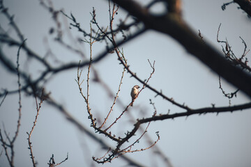 Fototapeta na wymiar A bird on a tree, with a sky background