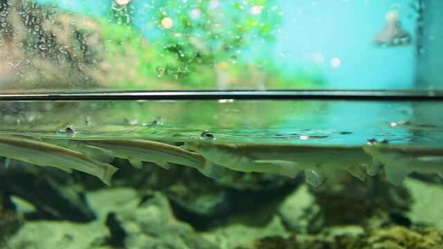 Feeding fish Largescale four eyed fish in the aquarium. Bloodworm