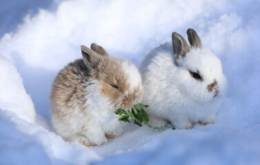 two white cute Easter bunny in the snow