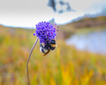 bumlebee on the succisa pratensis flower (devils bit)