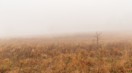 Obraz na płótnie Canvas morning mist in the field