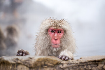 Japanese macaque at the Jigokudani monkey park, Nagano, Japan