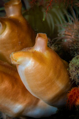 Sea peach underwater in the St. Lawrence Estuary