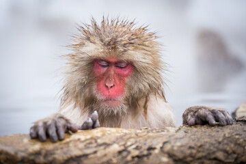 Japanese macaque relaxing in a hot spring at the Jigokudani monkey park, Nagano, Japan